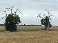 20170804_082100390_iOS