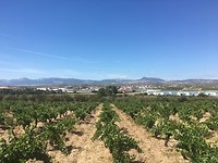 IMG_1147