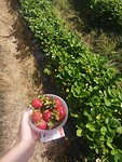 Vers geplukte aardbeien