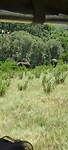 Op safari