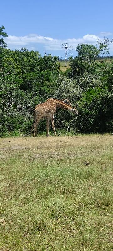 Op safari