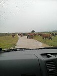 Koeien op de weg