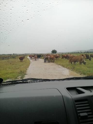 Koeien op de weg