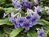 Blauwe orchideen, zo prachtig!