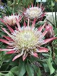King Sugar Bush , king Protea uit Afrika