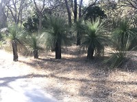 Allemaal zwarte jongens, grasstrees
