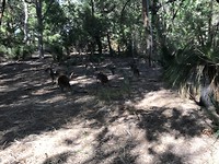 Kangaroes