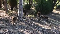 Kangaroos steken de weg over