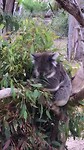 Koala eet