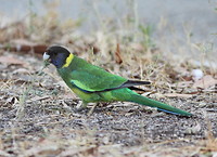 Australian Ringneck
