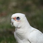Westen Corella