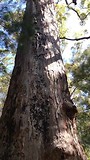 Tingle tree