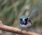 Roodvleugelelfje (Malurus elegans)