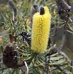 Banksia
