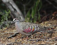 Bronsvleugelduif (Phaps chalcoptera)