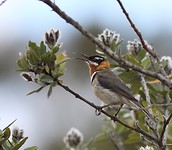 Roesthalshoningvogel (Acanthorhynchus superciliosus)
