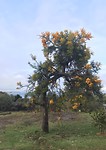 De “Christmastree” (nuytsia floribunda), zo genoemd omdat die uitbundig en prachtig geel/oranje bloe
