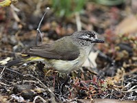 Geelstuitdoornsnavel (Acanthiza chrysorrhoa)