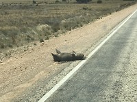 De Wombat, aangereden helaas