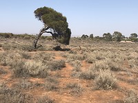 Arid Botanical Garden