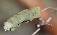 IMG_2411
