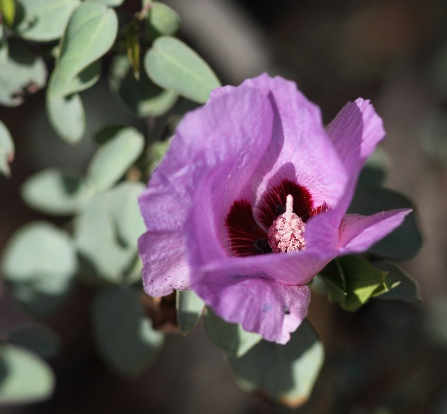 Gossypium sturtianum, sturts desert rose