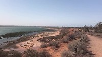 Mangroves langs Port Augusta