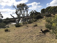 Flinders Chases