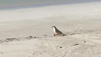 Zeeleeuwen op het strand
