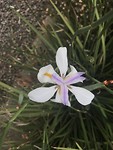 Wilde Iris