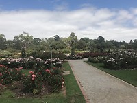 Werribee Botanical Garden, rozentuin
