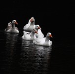De hele familie