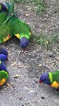 Rainbow Lorikeets