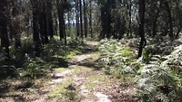 Geluid hard! Dit is de wandeling door het bos. De belhoningeters "zingen"> Prachtig toch???