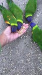 Rainbow Lorries en Kingparrots eten uit mijn hand