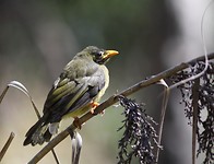 Noisy Miner, de tuinhoningeter
