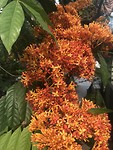 In de botanische tuin