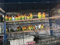Nog nooit hebben zo gemakkelijk zoveel vogeltjes voor me geposeerd🥺