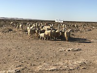 De schapen “ parkeren” hier
