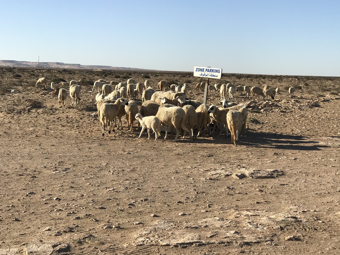 De schapen “ parkeren” hier