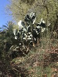 Enorme cactusvijgen langs het pad