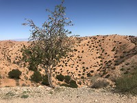 Amandelbomen overal