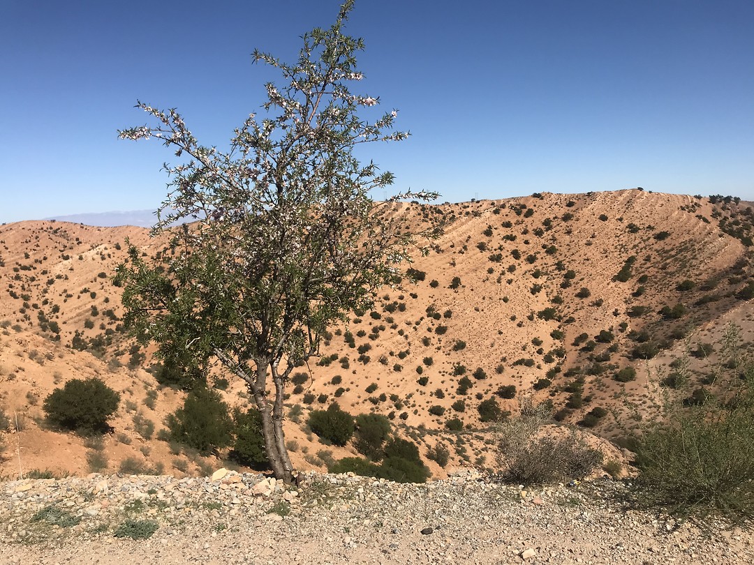 Amandelbomen overal