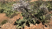 Cactus met amandel
