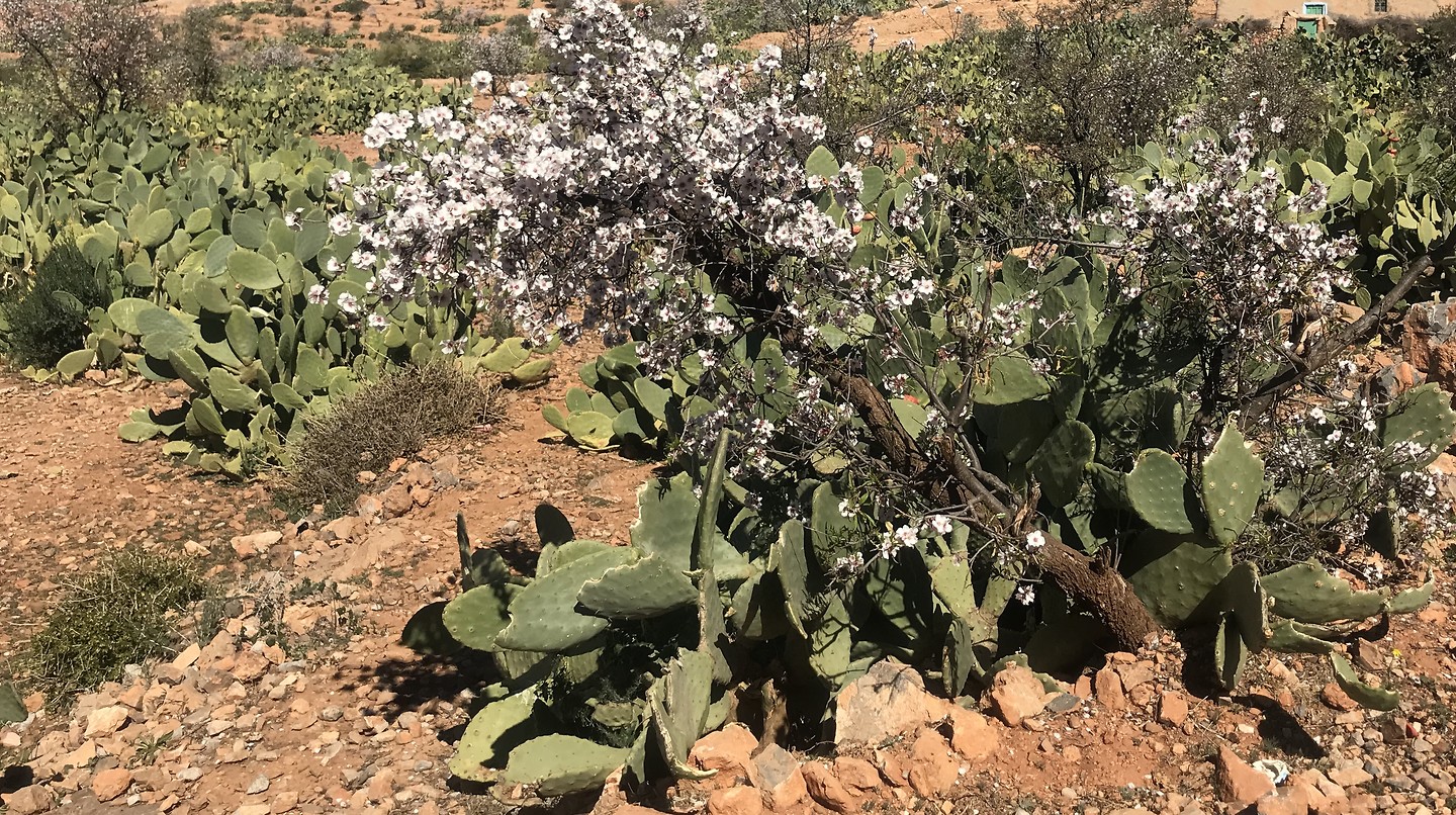 Cactus met amandel