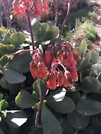 Ik moet nog uitzoeken welke calanchoe dit is. Ik krijg hem thuis vast niet zo in bloei.