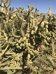 Deze cactus kan wel een klein stekje missen😉