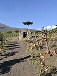Wijngaard aan de voet van de Vesuvius