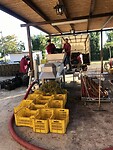 Druiven worden gereed gemaakt