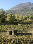 De wijngaarden aan de voet van de Vesuvius